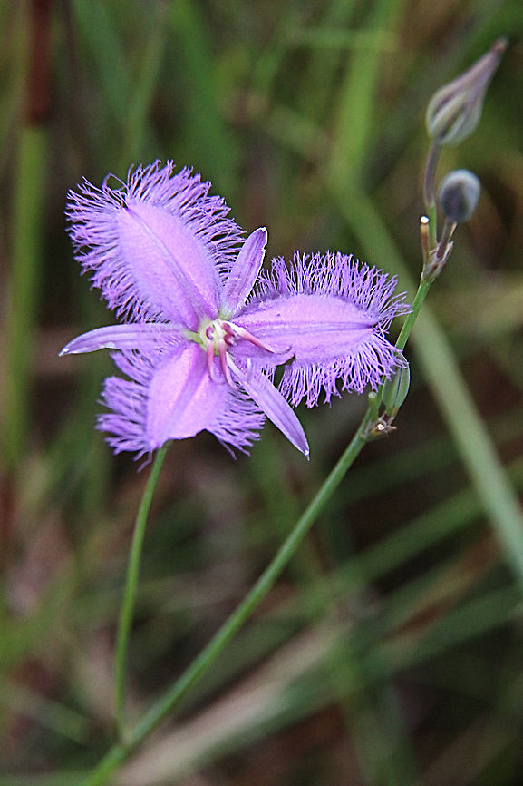 Common Fringed lily - Thysanotus tuberosus  Australia,Common Fringe-lily,Geotagged,Summer,Thysanotus tuberosus