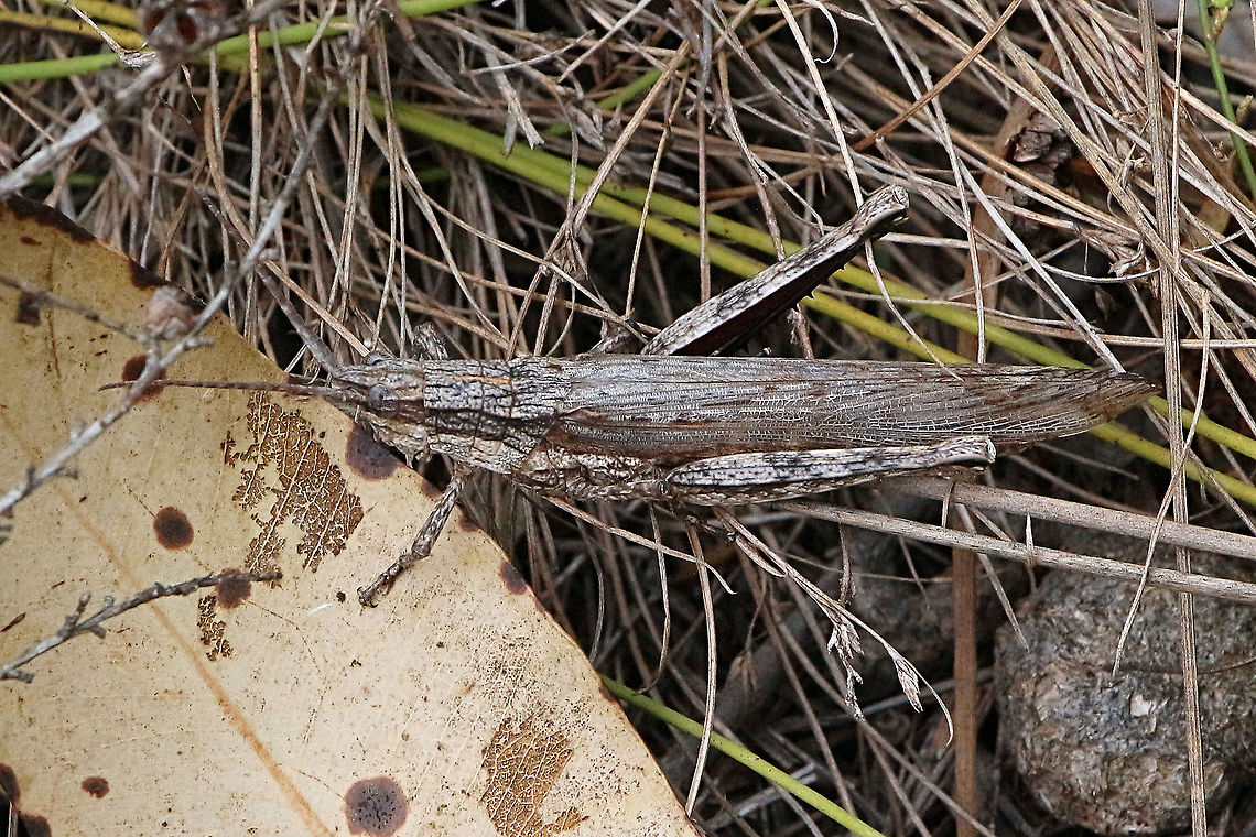 Bark- Mimicking Grasshopper- Coryphistes ruricola  Bark-Mimicking Grasshopper,Coryphistes ruricola,Eamw grasshoppers