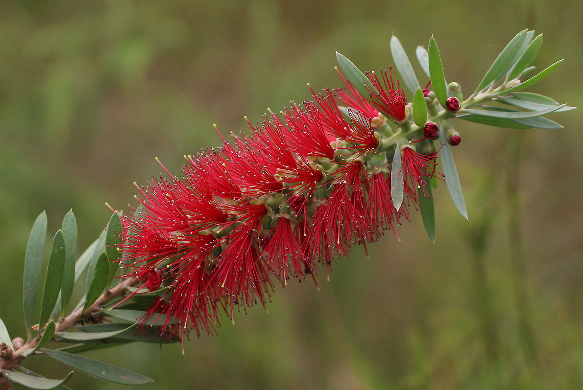 Bottlebrush - Melaleuca subulata Some times it is hard to know if it is a true specimen and not a hybridised one. This one was in a coastal flood area about 2 km away from domestic gardens.<br />
, and I am sure that no one planted it there.<br />
Posted yesterday Australia,Geotagged,Melaleuca subulata,Summer