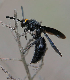 Blue Flower Wasp - Scalia verticalis  Australia,Blue Flower Wasp,Geotagged,Scolia verticalis,Summer