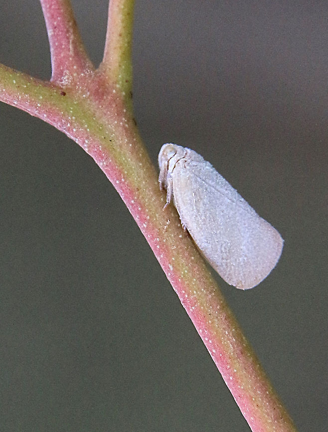 Grey planthopper- Anzora bicolor  Anzora unicolor,Australia,Geotagged,Summer