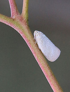 Grey planthopper- Anzora bicolor  Anzora unicolor,Australia,Geotagged,Summer