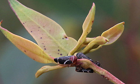 Two-lined gum- tree hopper - Eurymeloides bicincta  Australia,Eurymeloides bicincta,Geotagged,Summer,Two-lined gum-treehopper