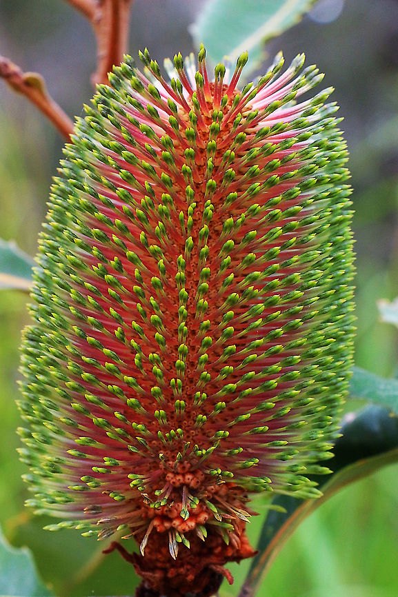 Swamp banksia - Banksia robur  Australia,Banksia robur,Geotagged,Summer,Swamp banksia,broad-leaved banksia