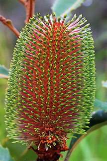 Swamp banksia - Banksia robur  Australia,Banksia robur,Geotagged,Summer,Swamp banksia,broad-leaved banksia