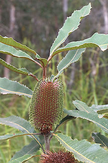 Swamp banksia - Banksia robur  Australia,Banksia robur,Geotagged,Summer,Swamp banksia,broad-leaved banksia