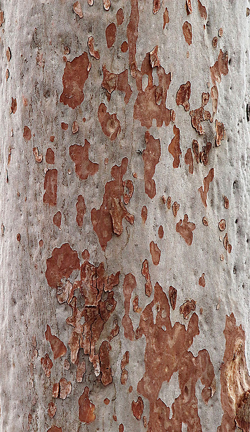 Spotted gum :Eucalyptus maculara  Australia,Corymbia maculata,Geotagged,Spotted gum,Summer
