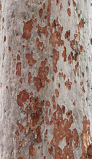 Spotted gum :Eucalyptus maculara  Australia,Corymbia maculata,Geotagged,Spotted gum,Summer