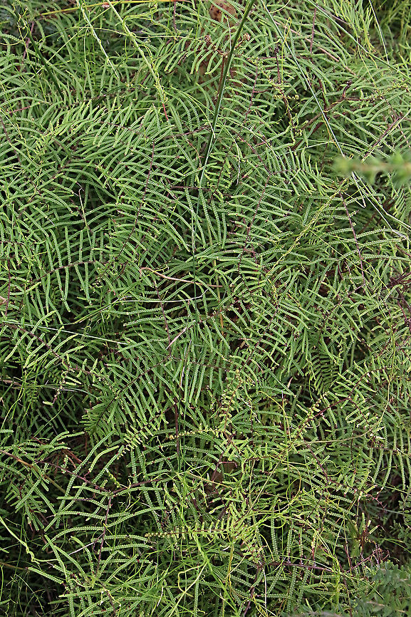 Coral Fern - Gleichenia dicarpa <br />
 Australia,Geotagged,Gleichenia dicarpa,Summer