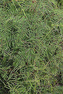 Coral Fern - Gleichenia dicarpa 
 Australia,Geotagged,Gleichenia dicarpa,Summer