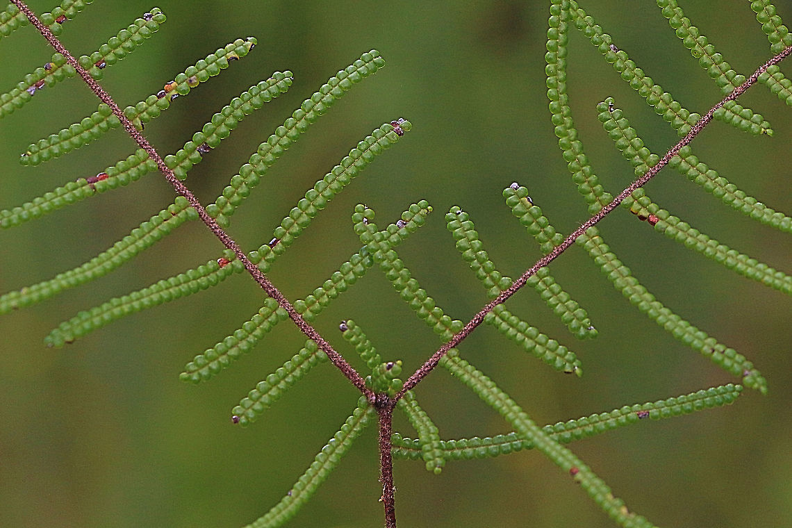 Coral Fern - Gleichenia dicarpa Closeup of fern frons Australia,Geotagged,Gleichenia dicarpa,Pouched coral fern,Summer