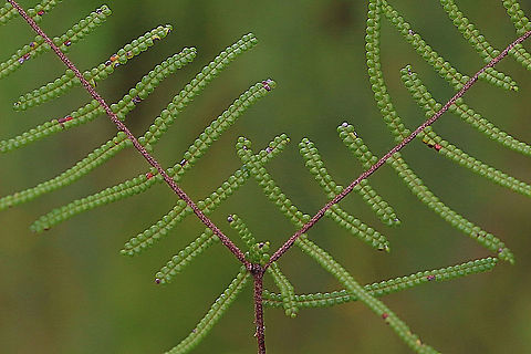 Coral Fern - Gleichenia dicarpa Closeup of fern frons Australia,Geotagged,Gleichenia dicarpa,Pouched coral fern,Summer