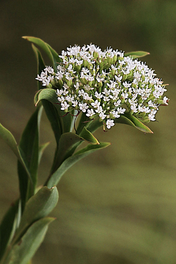 Native Parsnips - Platysace lanceolata  Australia,Geotagged,Platysace lanceolata,Summer