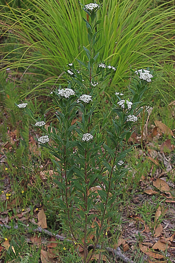 Native Parsnips - Platysace lanceolata  Australia,Geotagged,Platysace lanceolata,Summer