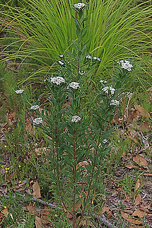 Native Parsnips - Platysace lanceolata  Australia,Geotagged,Platysace lanceolata,Summer