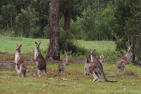 Eastern grey Kangaroos - Macropus giganteus Eastern grey Kangaroos enjoying green grass after going without it for  a long time.  Australia,Eastern grey kangaroo,Geotagged,Macropus giganteus,Summer