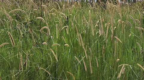 Foxtail grass - Dichelachne crinita  Australia,Dichelachne crinita,Geotagged,Summer