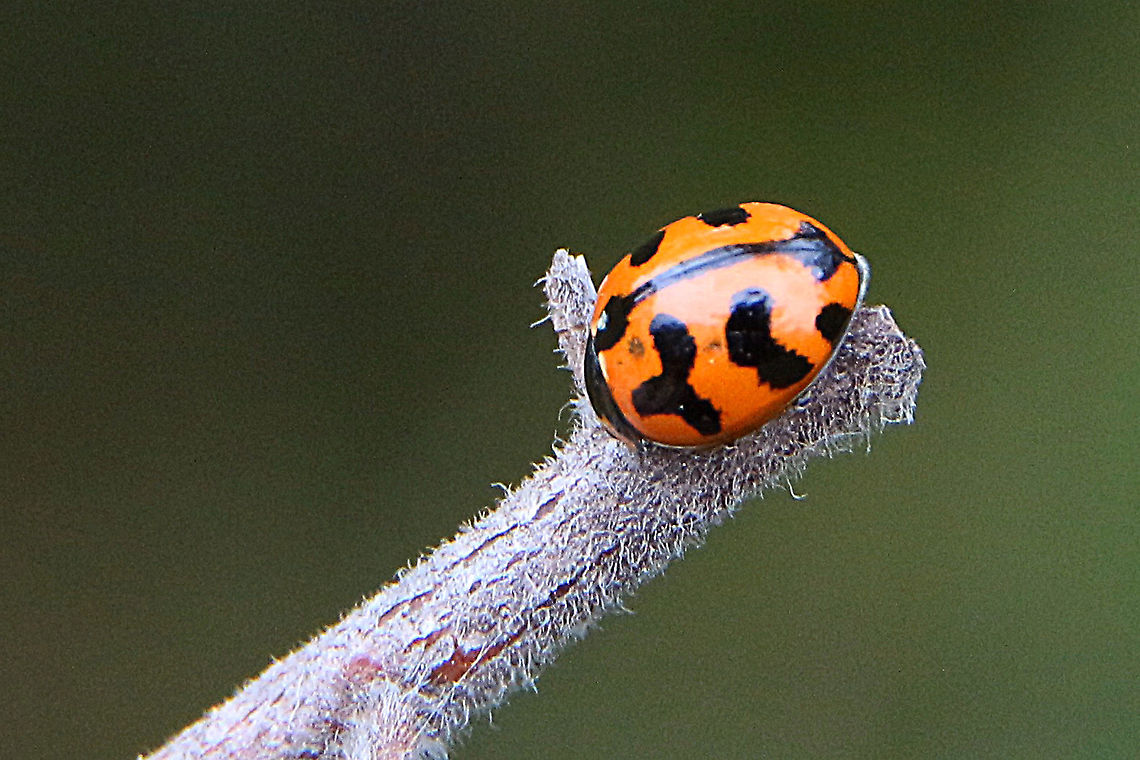 Transverse Ladybird - Coccinella transversalis  Australia,Coccinella transversalis,Geotagged,Summer,Transverse Ladybird
