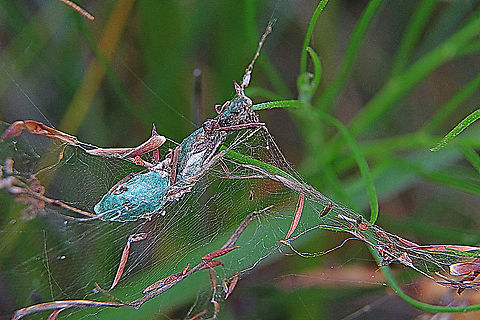 Spider egg sac ( species unidentified) Found 4 egg sacs but could not find the spider. Australia,Geotagged,Summer