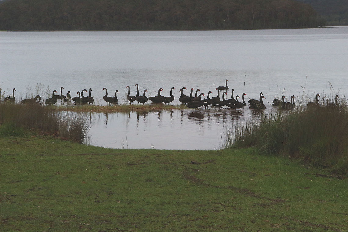 Black Swan - Cygnus stratus  Australia,Black Swan,Cygnus atratus,Geotagged,Summer
