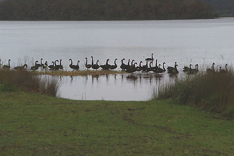 Black Swan - Cygnus stratus  Australia,Black Swan,Cygnus atratus,Geotagged,Summer