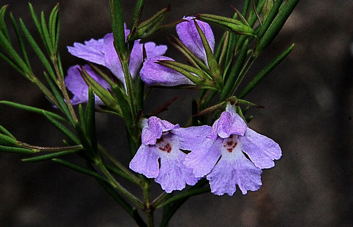 Narrow-leaved hemigenia - Hemigenia purpurea  Australia,Geotagged,Hemigenia purpurea,Narrow-leaved hemigenia,Spring