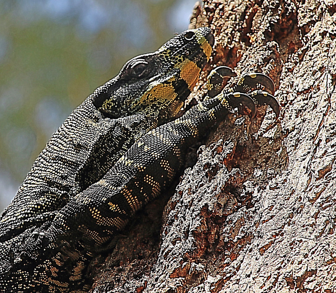 Lace monitor- Varanus varius  Australia,Geotagged,Lace monitor,Summer,Varanus varius