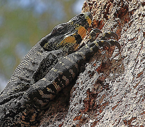 Lace monitor- Varanus varius  Australia,Geotagged,Lace monitor,Summer,Varanus varius