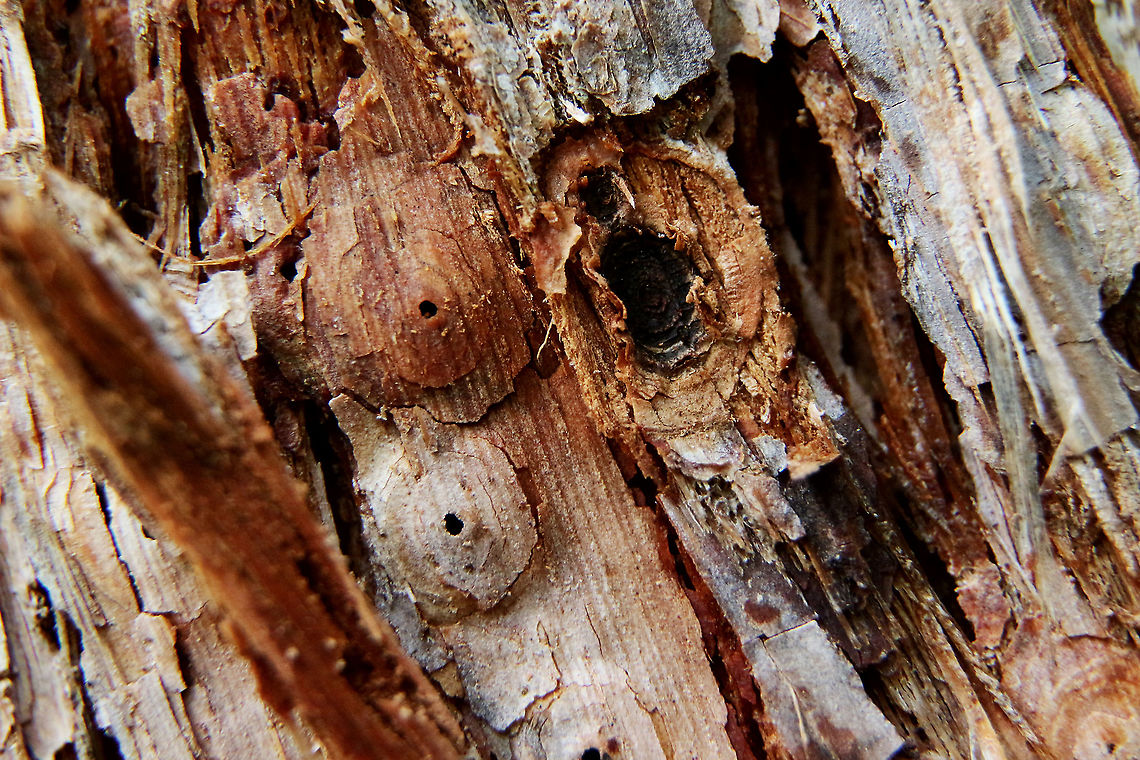 unidentified insect housing Under the the dome is a cavity . I never found a larvae in any I opened up.. Australia,Geotagged,Summer