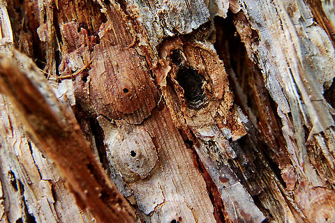 unidentified insect housing Under the the dome is a cavity . I never found a larvae in any I opened up.. Australia,Geotagged,Summer