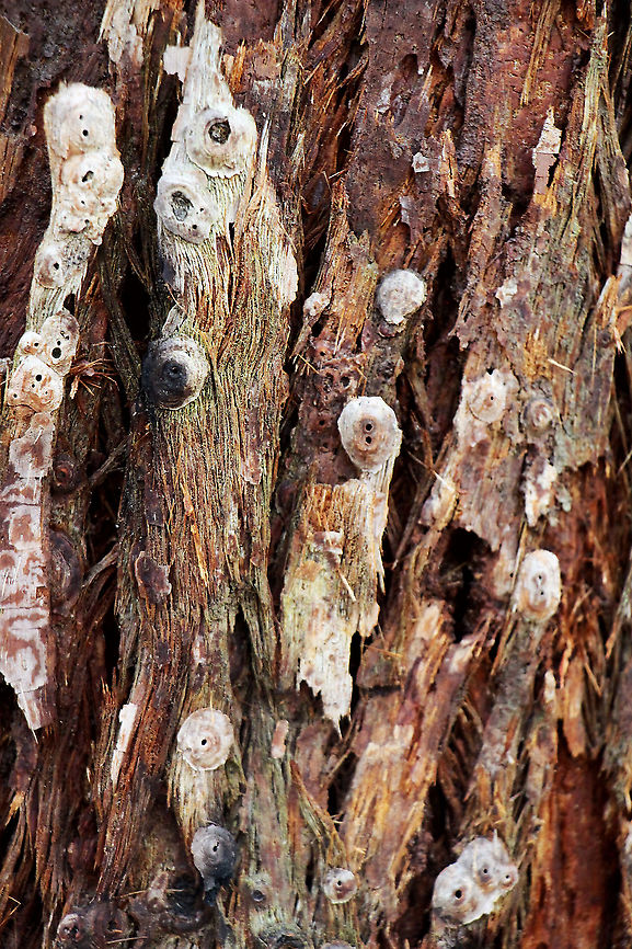 Unidentified dome shaped insect housing Found the dome shaped elevations with a small hole in the centre on the bark of Narrow-leaved ironbark ( Eucalyptus crebra) I have no idea what it is. It looks a bit like a lerb structure ,but lerbs use a body secretion to make the protective coverings .This one is just the lifting of a thin layer of bark and formed dome like with the venation of the bark visible  as can be seen in the 2nd image.<br />
 Australia,Geotagged,Summer