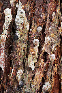 Unidentified dome shaped insect housing Found the dome shaped elevations with a small hole in the centre on the bark of Narrow-leaved ironbark ( Eucalyptus crebra) I have no idea what it is. It looks a bit like a lerb structure ,but lerbs use a body secretion to make the protective coverings .This one is just the lifting of a thin layer of bark and formed dome like with the venation of the bark visible  as can be seen in the 2nd image.
 Australia,Geotagged,Summer