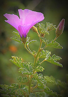 Alyogyne huegelii  Alyogyne huegelii,Australia,Geotagged,Summer