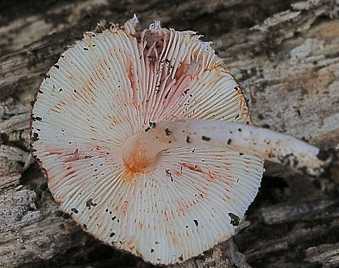 Lepiota haemorrhagica - Details of gills  Australia,Fall,Geotagged