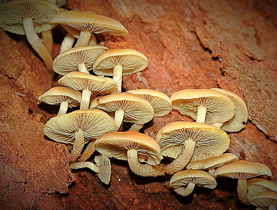 Sulfur tuft - Hypholoma fasciculare  Australia,Geotagged,Hypholoma fasciculare