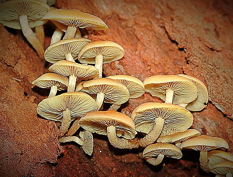 Sulfur tuft - Hypholoma fasciculare  Australia,Geotagged,Hypholoma fasciculare