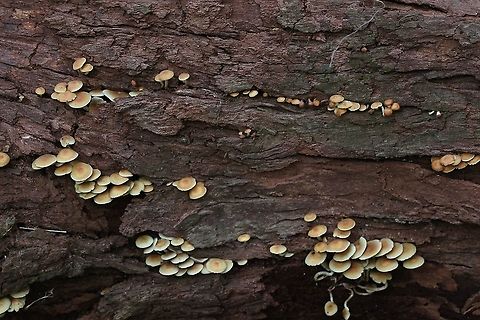 Sulfur tuft Hypholoma fasciculare  Australia,Fall,Geotagged,Hypholoma fasciculare