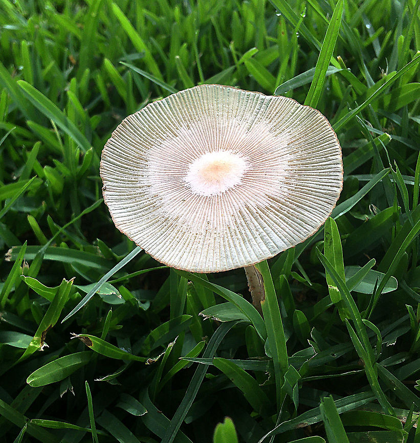 Parasola plicatilis Cap dia. Approx 35mm, growing in lawn after rain.<br />
 Australia,Geotagged,Parasola plicatilis,Summer