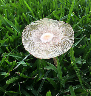 Parasola plicatilis Cap dia. Approx 35mm, growing in lawn after rain.
 Australia,Geotagged,Parasola plicatilis,Summer