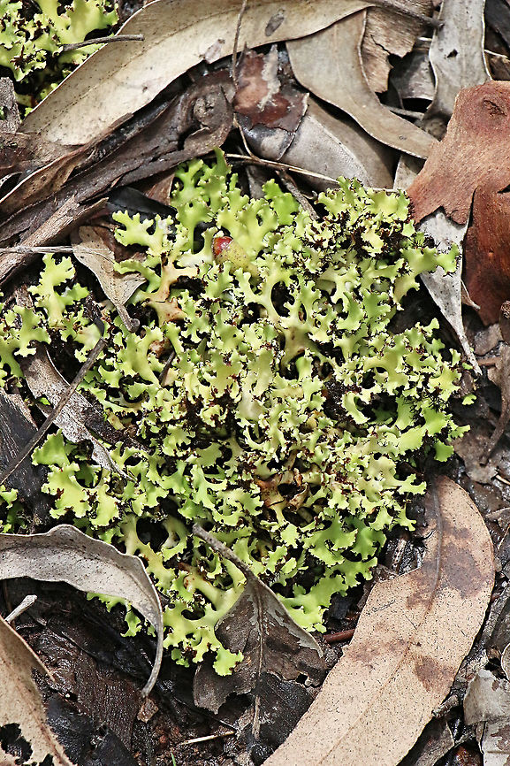 Heterodea muelleri Occurs in all States and Terrirories of Australia, except the N.T.; also in Lord Howe Is., the North Island of New Zealand and in New Caledonia. Commonly grows loosely on the ground among grasses and litter, occasionally on damp logs or tree bases in forests. Australia,Geotagged,Heterodea muelleri,Summer