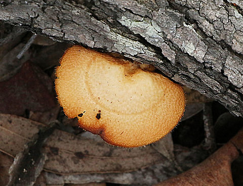 Hexagonal-pored  polyporus -  Polyporus alveolaris The fruit bodies of P. alveolaris are 1–10 cm (0.4–3.9 in) in diameter, rounded to kidney- or fan-shaped. Fruit bodies sometimes have stems, but they are also found attached directly to the growing surface. The cap surface is dry, covered with silk-like fibrils, and is an orange-yellow or reddish-orange color, which weathers to cream to white. The context is thin (2 mm), tough, and white. Tubes are radially elongates, with the pore walls breaking down in age. The pores are large—compared to other species in this genus—typically 0.5–3 mm wide, angular (diamond-shaped) or hexagonal; the pore surface is a white to buff color. The stipe, if present, is 0.5–2 cm long  by  1.5–5 mm thick, placed either laterally or centrally, and has a white to tan color. The pores extend decurrently on the stipe. The spore deposit is white.
Wikipedia: Hexagonal-pored polypore,Neofavolus alveolaris