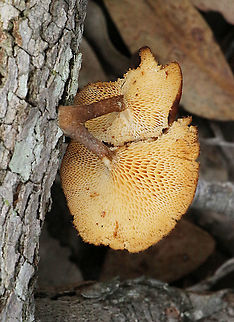 Hexagonal-pored polyporus - underside
