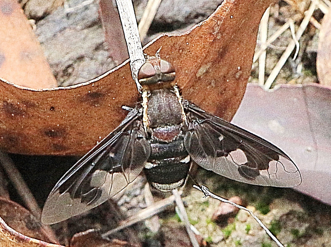 Balaana Beefly -  Balaana gigantea Body length 20mm<br />
This beefly is large in size. It has the dark brown thorax and black abdomen, with white short hairs on each side of thorax. There are the white triangle spots on each side of abdomen. Eyes are brown in colour with short white hairs along the edges connect with the neck. The dark patterns on wings are distinctive. . <br />
<a href="https://www.brisbaneinsects.com/brisbane_robbers/BalaanaBeefly3.htm" rel="nofollow">https://www.brisbaneinsects.com/brisbane_robbers/BalaanaBeefly3.htm</a> Australia,Balaana gigantea,Geotagged,Summer