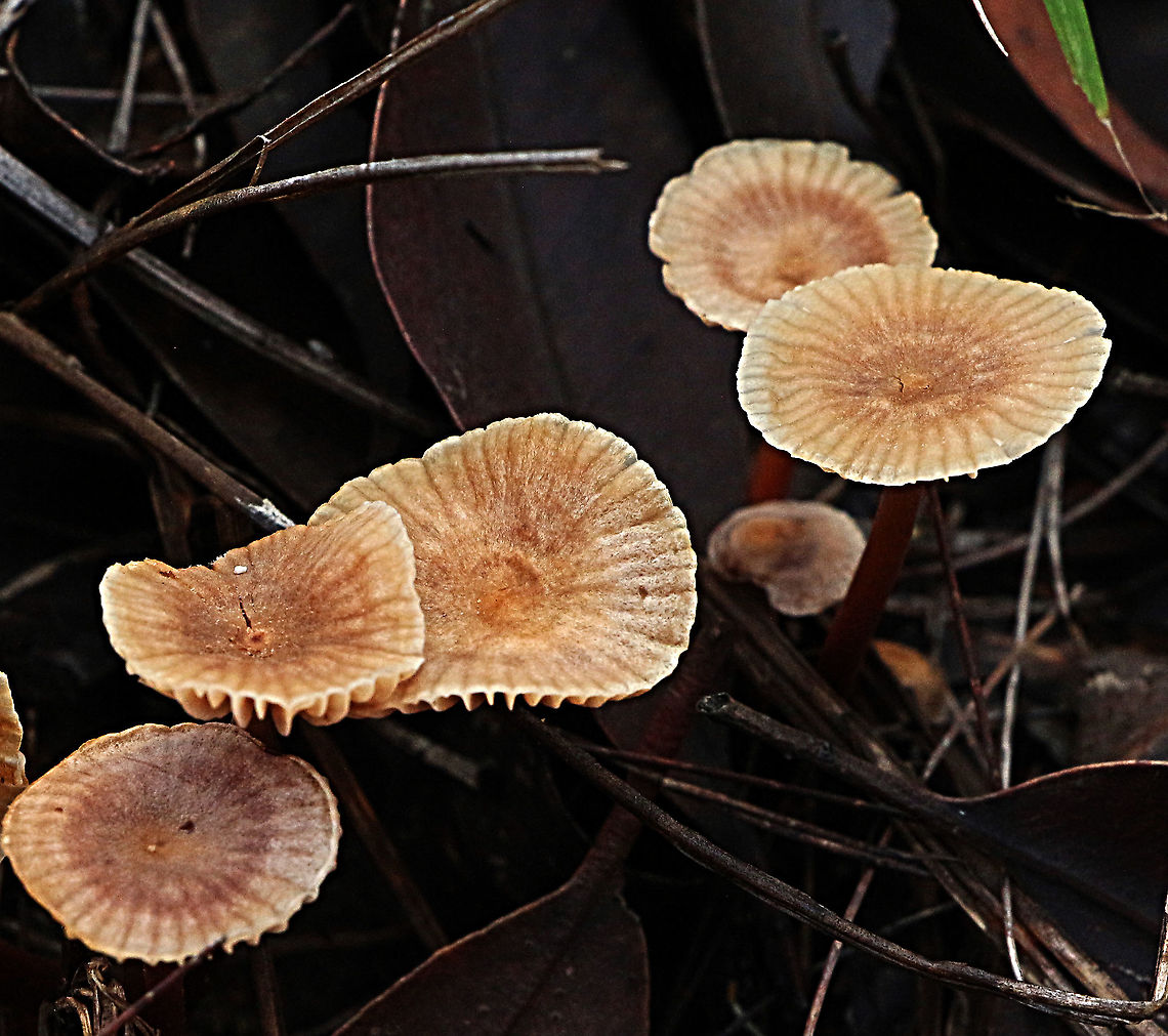 Collybia eucalyptorum The fruit body is a mushroom with a cap atop a central stem. The cap, up to 4 centimetres in diameter, is smooth and pale brown but paler toward the margin. It is initially convex but with age may become flat. The gills are cream and the stem (up to 6 centimetres long) is smooth and reddish-brown.<br />
 <a href="https://canberra.naturemapr.org" rel="nofollow">https://canberra.naturemapr.org</a> &rsaquo; Sp..<br />
<br />
The mushrooms appear in clusters on dead wood or near the bases of live eucalypts.<br />
<br />
There is neither a universal nor a partial veil.<br />
 <br />
Spore print: white.<br />
 <br />
This is a native species, first described in 1931, based on specimens collected in South Australia. Australia,Collybia eucalyptorum,Geotagged,Summer