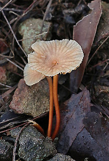 Collybia eucalyptorum  Australia,Collybia eucalyptorum,Geotagged,Summer