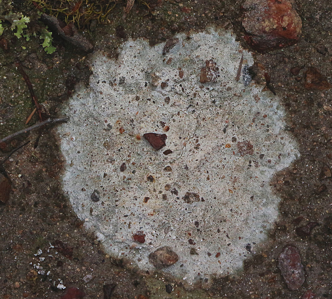 Fuscopannaria subimmixta A crustose lichen growing on a cravel bush track . Approx .size i100 mm dia. Australia,Fuscopannaria subimmixta,Geotagged,Summer