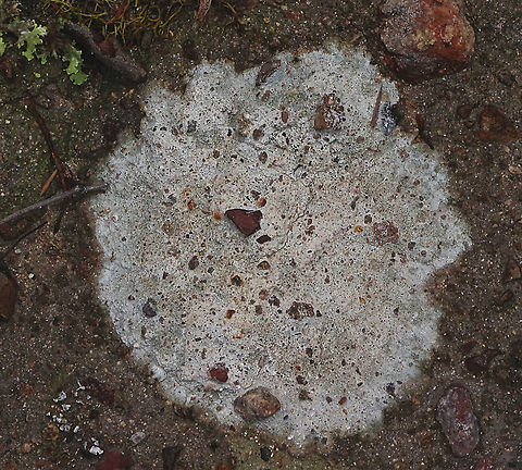 Fuscopannaria subimmixta