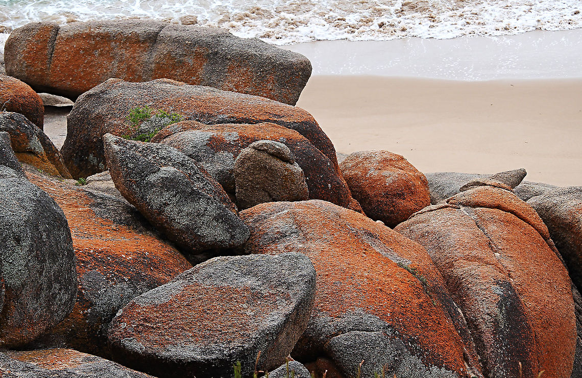 Orange lichen - Caloplaca marina Caloplaca marina the Orange Sea Lichen is a crustose, placodioid lichen. It has wide distribution, and can be found near the shore on rocks or walls.<br />
<a href="https://en.wikipedia.org" rel="nofollow">https://en.wikipedia.org</a> &rsaquo; wiki &rsaquo; Cal...<br />
 Australia,Caloplaca marina,Geotagged,Summer