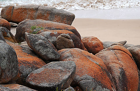 Orange lichen - Caloplaca marina Caloplaca marina the Orange Sea Lichen is a crustose, placodioid lichen. It has wide distribution, and can be found near the shore on rocks or walls.
https://en.wikipedia.org › wiki › Cal...
 Australia,Caloplaca marina,Geotagged,Summer