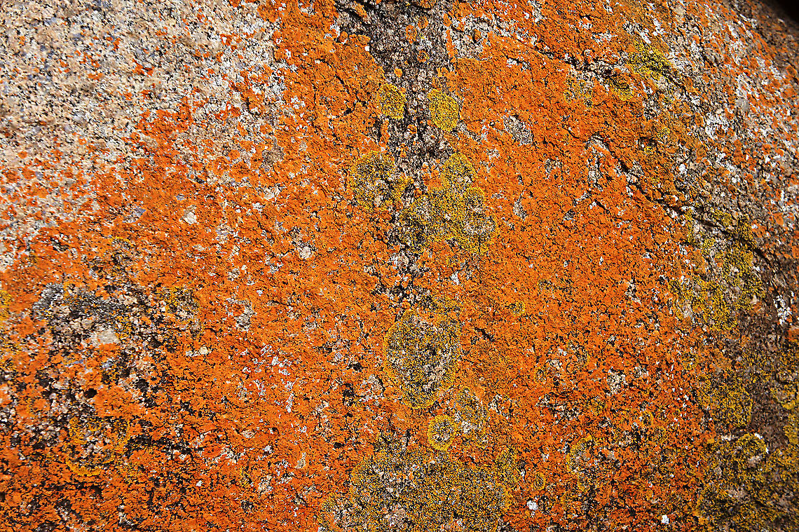 Orange lichen - Caloplaca marina Growing on Granit rocks along the coast of Granit Island South Australia.              Australia,Caloplaca marina,Geotagged,Summer
